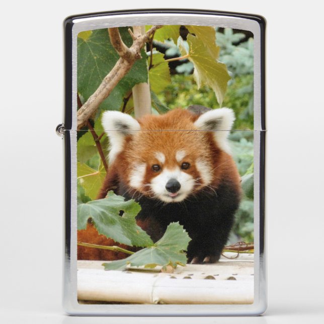 Red Panda Zippo Lighter (Front)