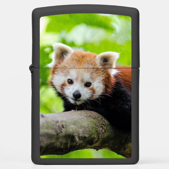 Red Panda  Zippo Lighter (Front)