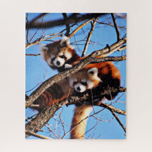red pandas jigsaw puzzle