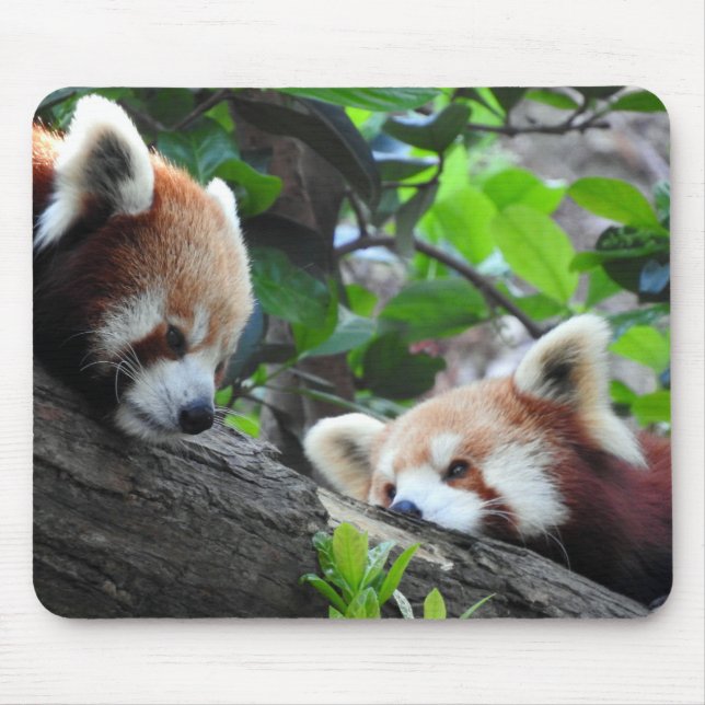 Red Pandas Mouse Pad (Front)