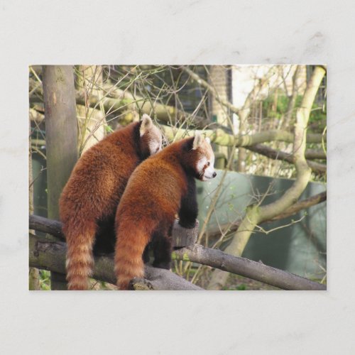 Red Pandas Postcard