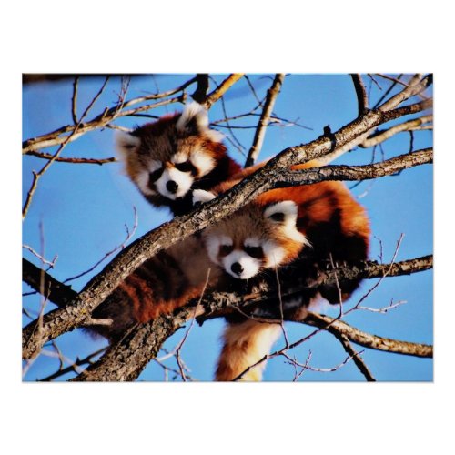 red pandas poster