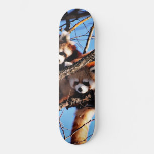 red pandas skateboard