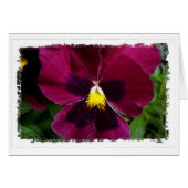 Red Pansie (Front Horizontal)