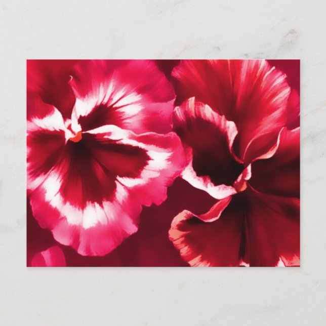 Red pansies fine art postcard (Front)