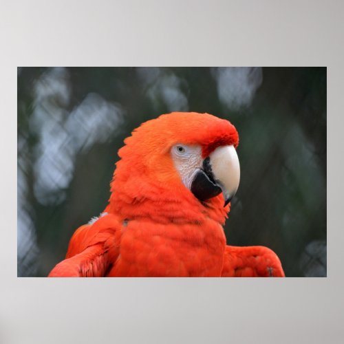 Red parrot portrait poster
