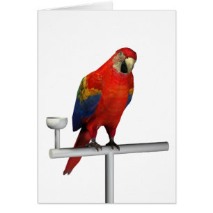 Red Parrot Scarlet Macaw Cards