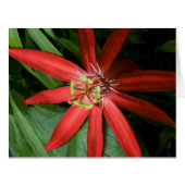 Red Passion Flower (Front Horizontal)