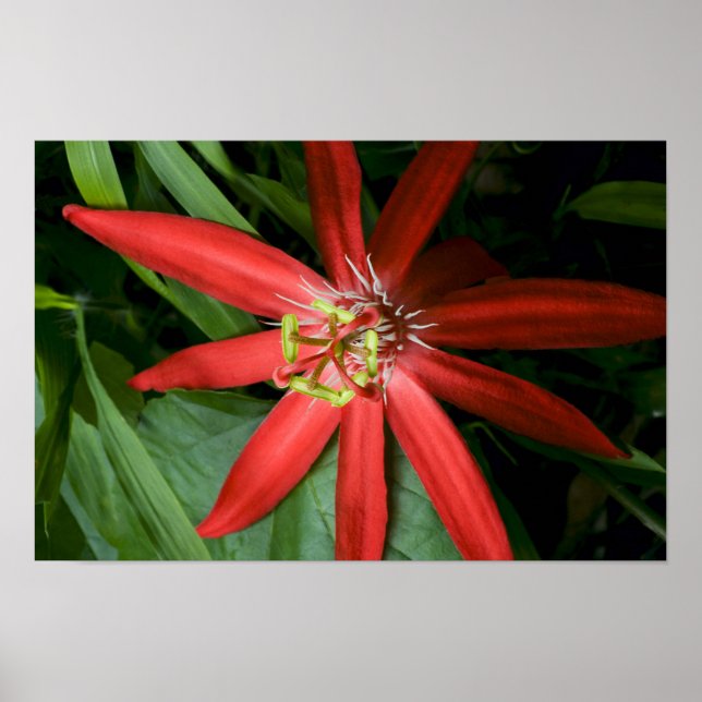 Red Passion Flower in Full Bloom Poster (Front)