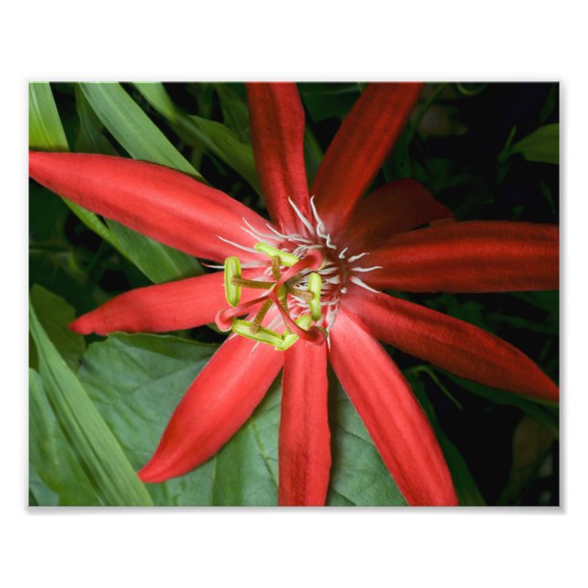Red Passion Flower Photo Print (Front)