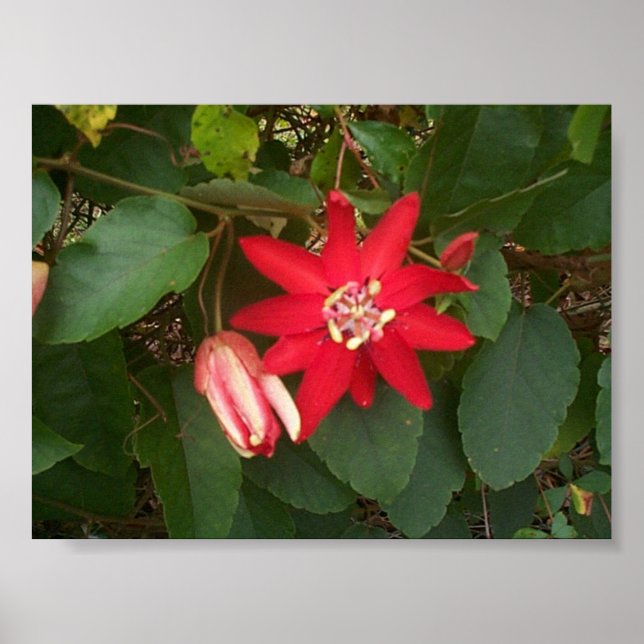 Red Passion Poster (Front)