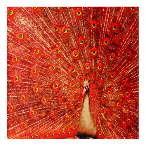 Red Peacock Displaying His Red Feathers   Acrylic Print