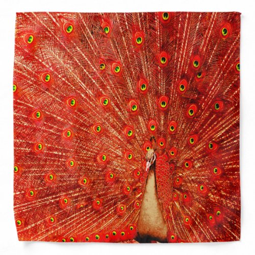 Red Peacock Displaying His Red Feathers   Bandana