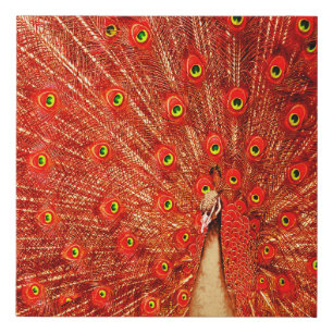 Red Peacock Displaying His Red Feathers, Faux Canvas Print