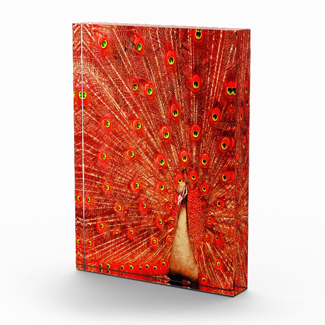 Red Peacock Displaying His Red Feathers,  Photo Block (Right)