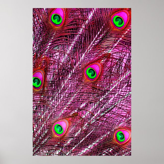 Red peacock feathers color plumage poster (Front)