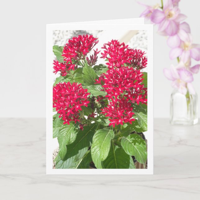 Red Pentas, Egyptian Star Flower Portrait Card (Orchid)