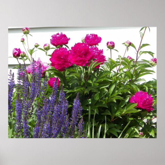 Red Peonies and Purple Flowers Photograph Poster (Front)