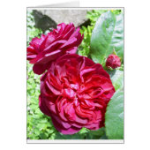Red Peony (Front)