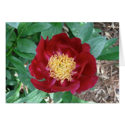 Red Peony Cards (Front Horizontal)