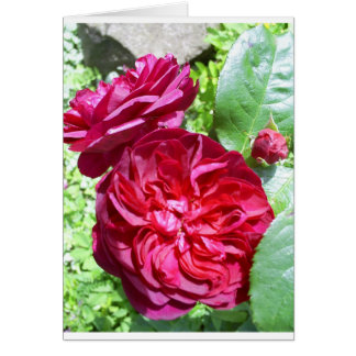 Red Peony Cards