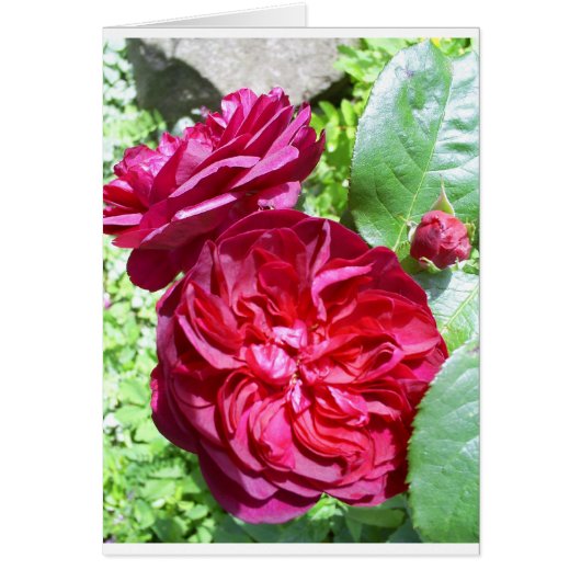 Red Peony Cards (Front)