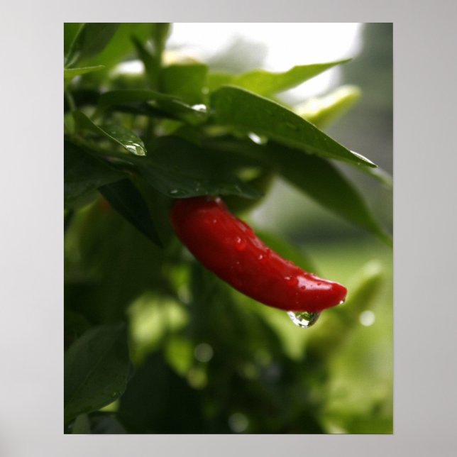 Red Pepper in the Rain Poster (Front)