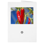 Red peppers card (Back)