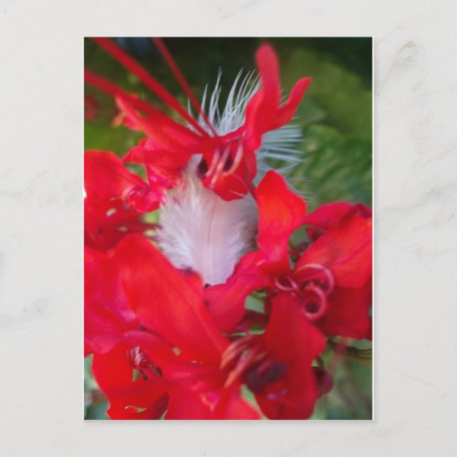 Red Petal Feather Art Print Postcard (Front)