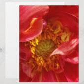 red petals (Front/Back)