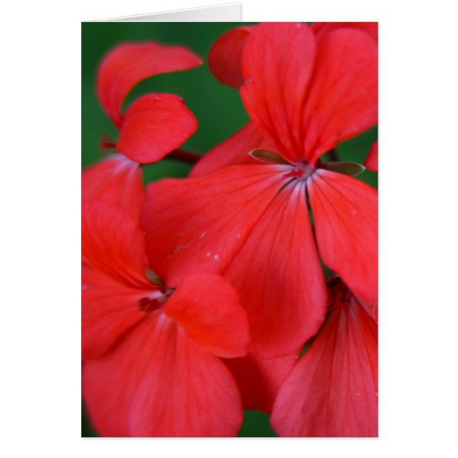 red petals cards (Front)