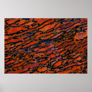 Red Petrified dinosaur Poster