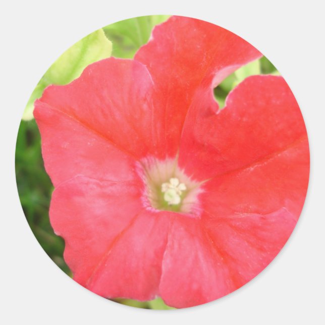 Red Petunia Flower Sticker (Front)