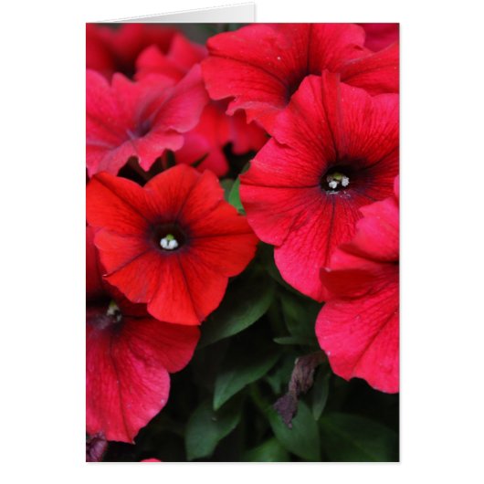 Red petunia flowers cards (Front)