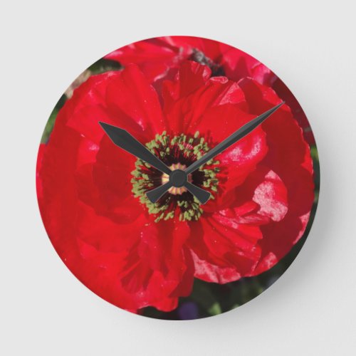 Red Photo of a beautiful poppy flower  Round Clock