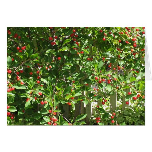 Red Pie Cherries Cards (Front Horizontal)