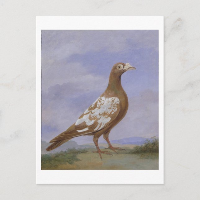 Red Pied Carrier Pigeon (oil on canvas) Postcard (Front)