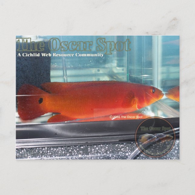 Red Pike Cichlid Postcard (Front)