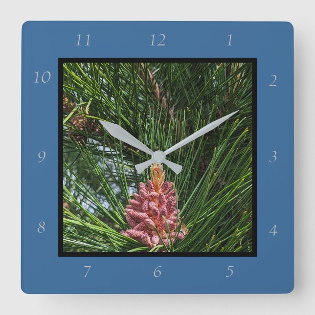 Red Pine Tree Pollen Cone (Pinus resinosa) Square Wall Clock (Front)
