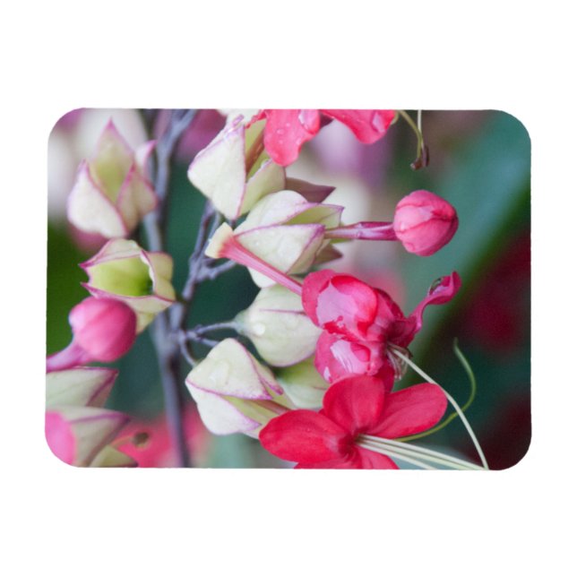Red Pink and White Tropical Flowers Magnet (Horizontal)