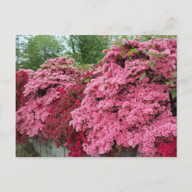 Red & Pink Azaleas Postcard (Front)