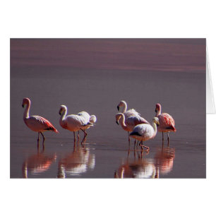 Red Pink Flamingo Birds - Water Reflection Cards