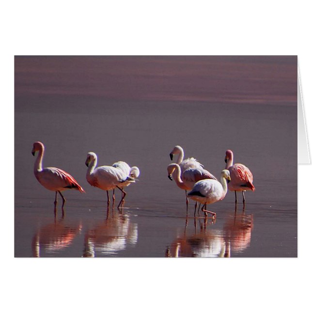 Red Pink Flamingo Birds - Water Reflection Cards (Front Horizontal)