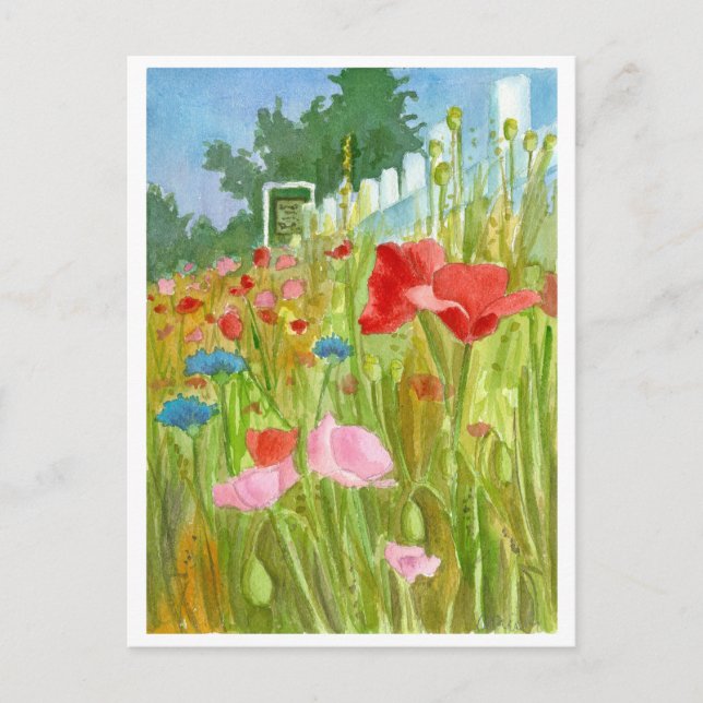 Red Pink Poppies Watercolor Flowers Postcard (Front)