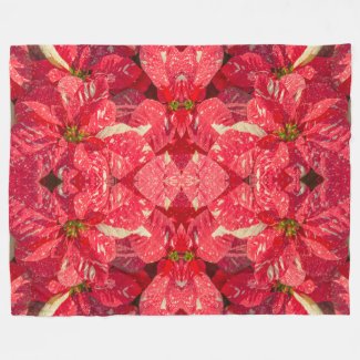 Red plant Poinsettia Flower