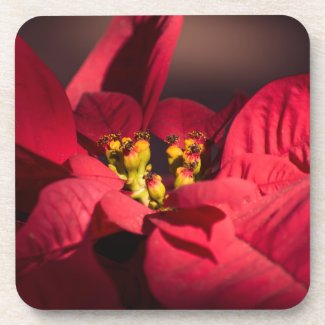 Red poinsettia Christmas star flower