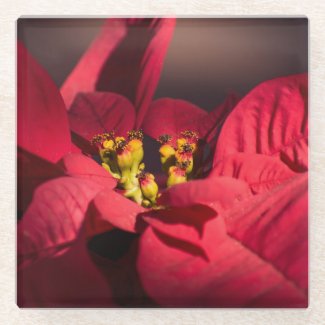 Red poinsettia Christmas star flower