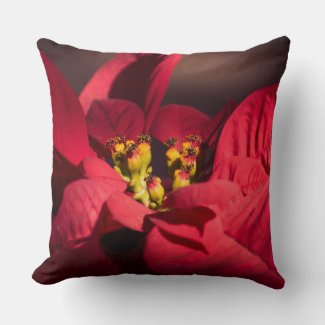 Red poinsettia Christmas star flower