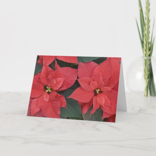 Red Poinsettia Detail Euphorbia pulcherrima Holiday Card