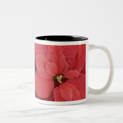 Red Poinsettia Detail Euphorbia pulcherrima Two_Tone Coffee Mug